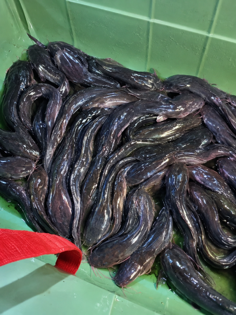 catfish supply wholesale