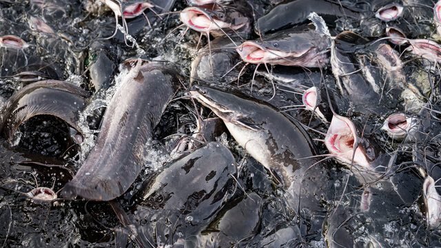 Fresh wholesale catfish supplied by Futura Group Cameroon