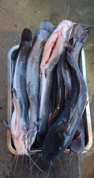 wholesale Catfish Cameroon