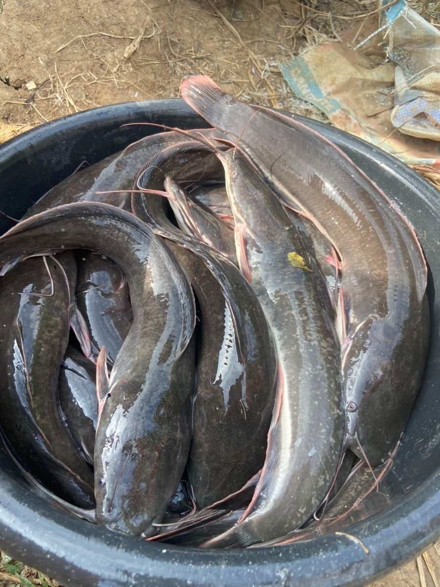 Fresh catfish prepared for commercial supply