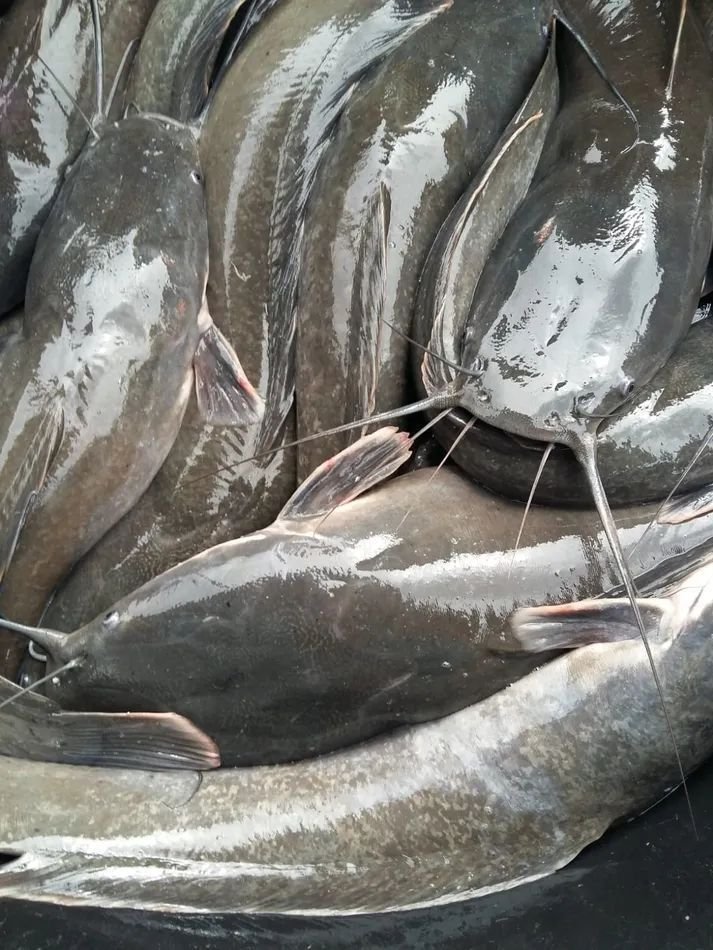 Fresh commercial catfish supplied by Futura Group