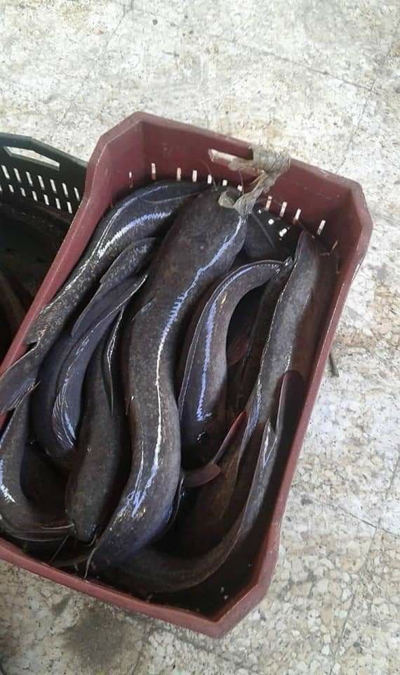 Live catfish ready for business and retail supply